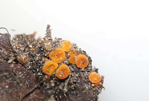 Close up of a vibrant orange sac fungus - Photo, Image