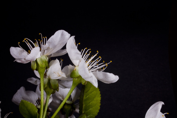 flor de manzana de primavera blanca sobre fondo negro
 - Foto, imagen