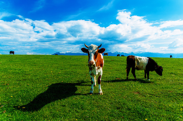 Vaca pastando em um belo prado verde, com montanhas nevadas no fundo
. - Foto, Imagem
