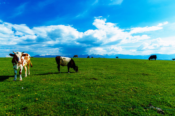 Cow grazing on a beautiful green meadow, with snowy mountains in background. - Photo, Image