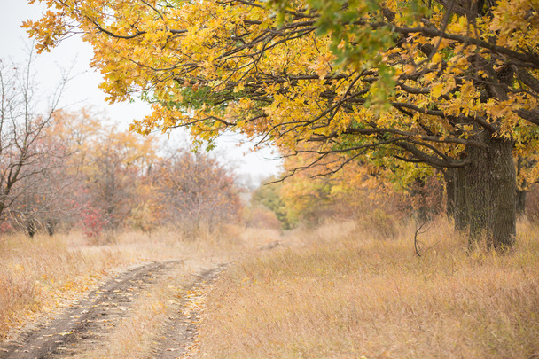 Pathway in the autumn forest - Fotoğraf, Görsel