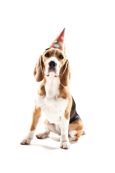 Pretty puppy is celebrating his birthday - Φωτογραφία, εικόνα