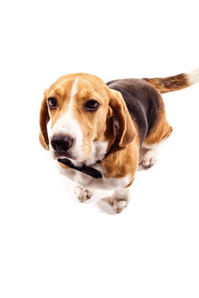 Cheerful beagle dog in formal wear - 写真・画像