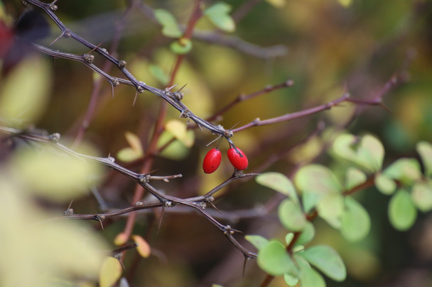 Fruits of the ornamental japanese barberry - Photo, Image