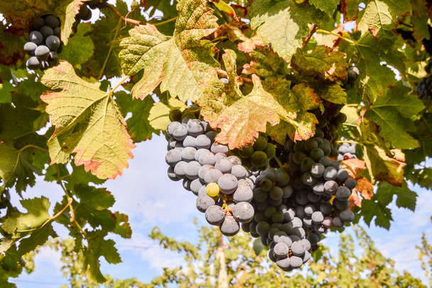 ブドウ畑はワインを生産する準備ができて - 写真・画像