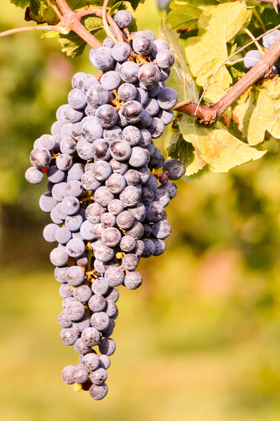 Vineyard Ready to Produce Wine - Photo, Image