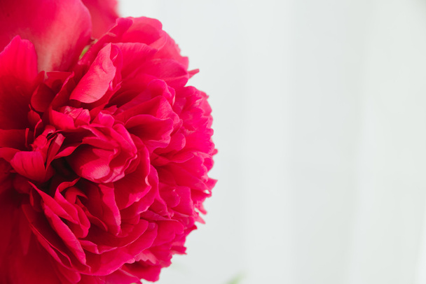 spring-summer concept, red peony bud on a white background with copyspace - Φωτογραφία, εικόνα