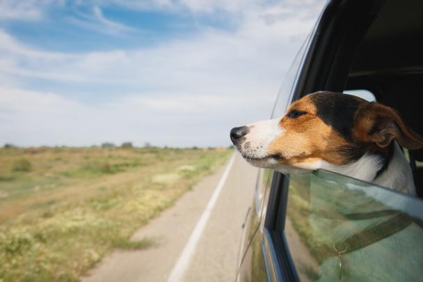 the dog rides in the car - Foto, Bild