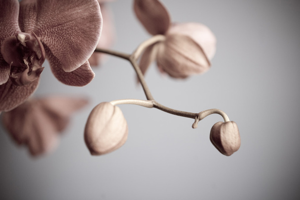 Görünümü güzel orkide çiçeği  - Fotoğraf, Görsel