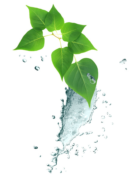 respingo de água e folhas
 - Foto, Imagem