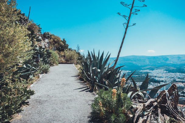 Bergwandelpad omzoomd met tropische planten en aloë met uitzicht op Athene, Griekenland leidt tot een toeristisch perspectief voor sightseeing en het bekijken van de stad - Foto, afbeelding
