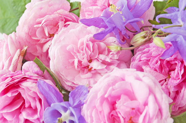 krásné růžové pivoňkové květy, květinové pozadí  - Fotografie, Obrázek
