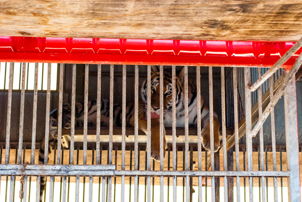 Tigre atrás das grades
  - Foto, Imagem