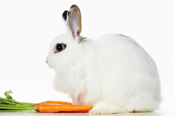 Rabbit with carrots - 写真・画像