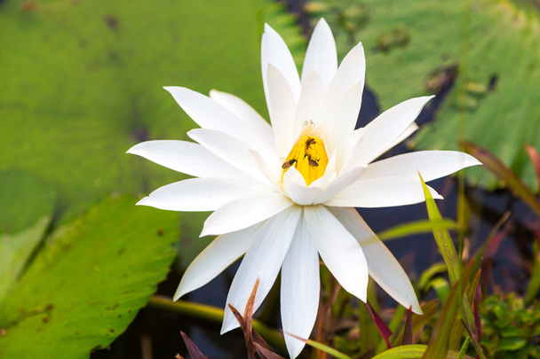 White lotus flower in the deep pool natural object - Photo, Image