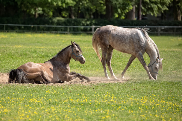 Cavalos em uma clareira
  - Foto, Imagem