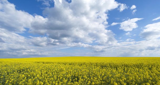 Campo amarillo brillante de colza en Ucrania
 - Foto, Imagen