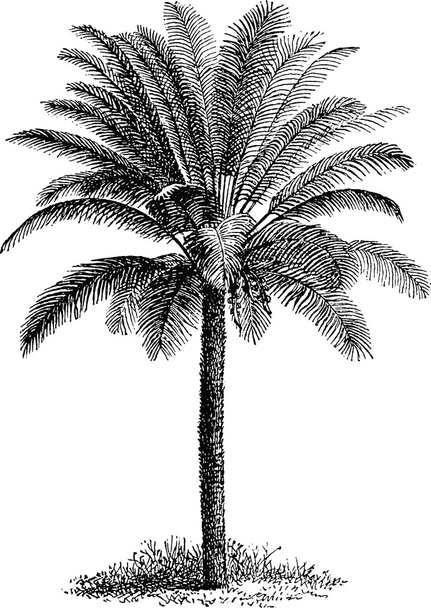 Урожай зображення пальми
 - Фото, зображення