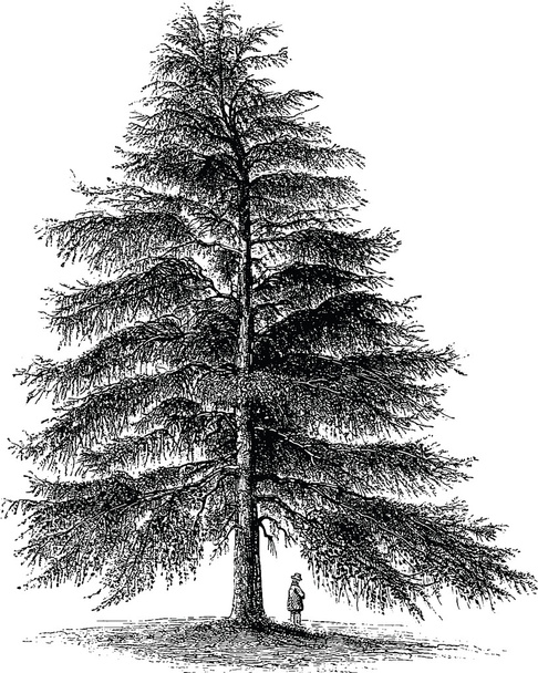 Vintage image pine - Photo, Image