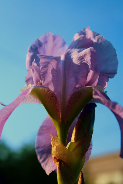 Lila Iris çiçeği. - Fotoğraf, Görsel