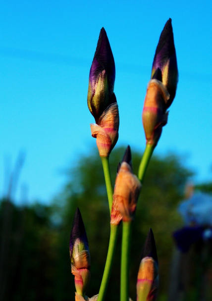 Iris mor çiçekler. - Fotoğraf, Görsel