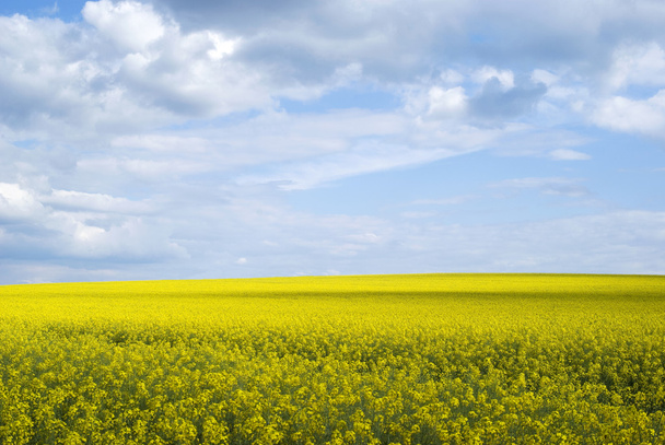 Világos sárga mezőben a repce Ukrajnában - Fotó, kép