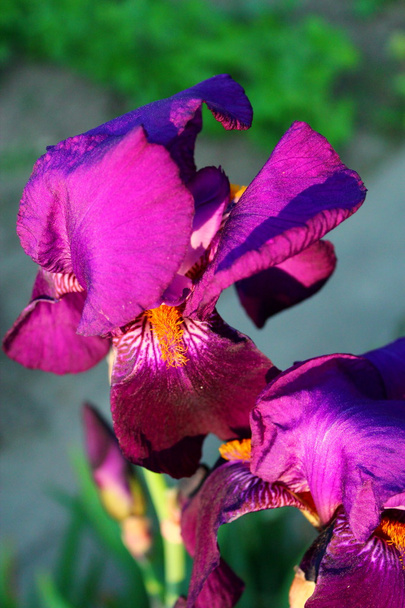 фіолетовий Ірис квітка
. - Фото, зображення