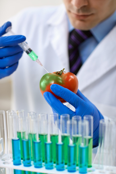 Scientist injecting GMO into a tomato - Foto, immagini