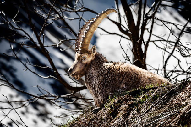 Alpine horned mammal named steinbock or capra ibex in mountain - Photo, Image