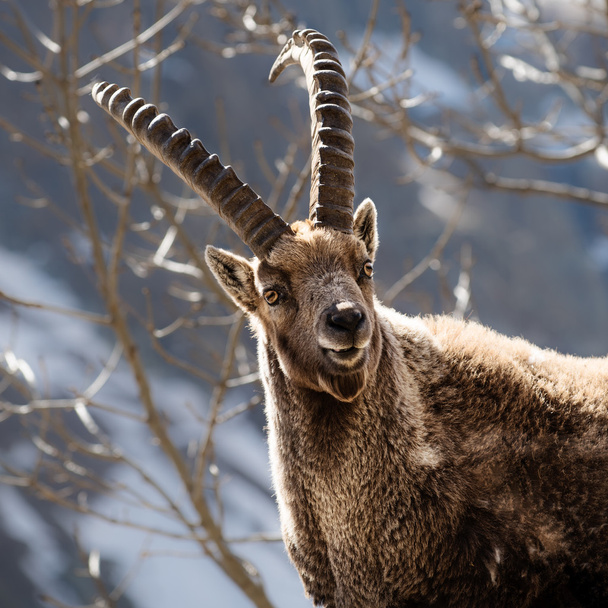 Mammifère cornu des Alpes nommé steinbock ou capra ibex en montagne
 - Photo, image