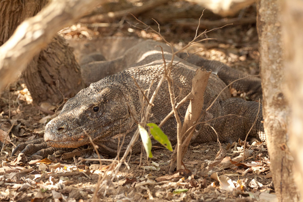 Комодо дракон найбільших ящірка в Національний парк. Індонезія. - Фото, зображення
