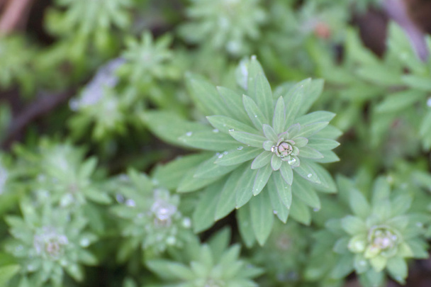 Leaf whorls of a bedstraw family plant - Photo, Image