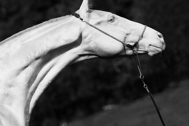 portrait of creamello purebred akhalteke stallion - Photo, Image