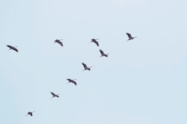 Flock Of White Storks - Photo, Image