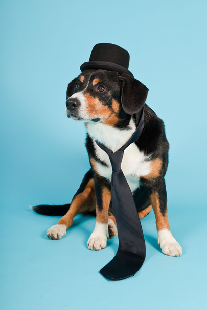 Entlebucher Sennenhond dragen van hoed en stropdas geïsoleerd op lichte blauwe achtergrond. studio opname. - Foto, afbeelding