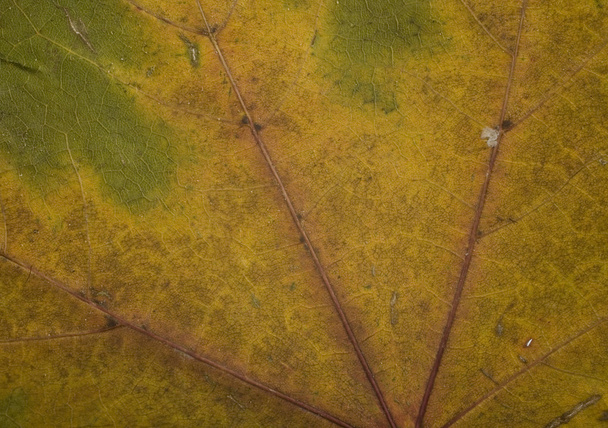Upadek Liść zielony i złoty tło zbliżenie - Zdjęcie, obraz