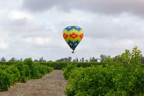 Balon lansmanında California şarap ve meyve bahçesi - Fotoğraf, Görsel