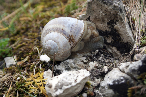 σαλιγκάρι σε πέτρα - Φωτογραφία, εικόνα