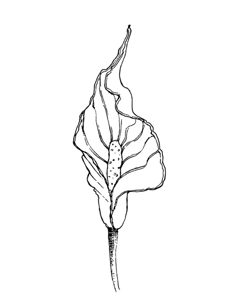 Ink botanical illustration of spatifillum flower - Vector, imagen