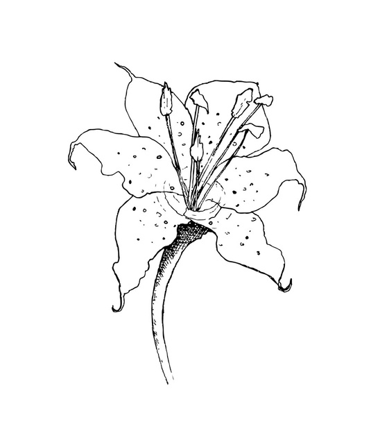 Illustrazione botanica dell'inchiostro del fiore di lilly
 - Vettoriali, immagini