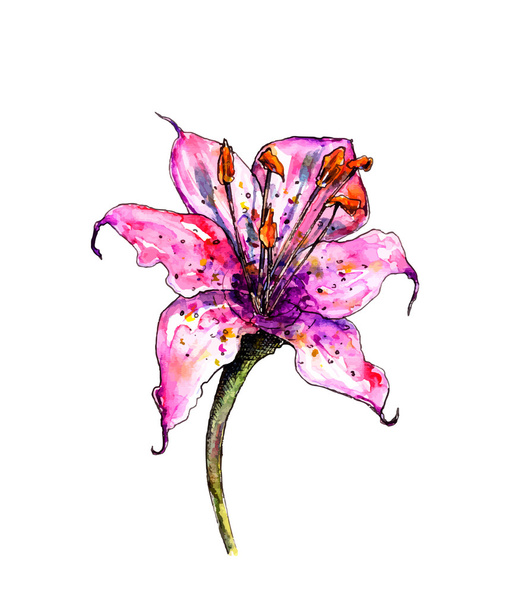 Watercolor botanical illustration of lilly flower - Vector, Image