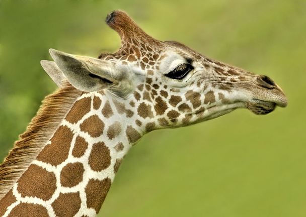 Дитини Жираф профіль
 - Фото, зображення