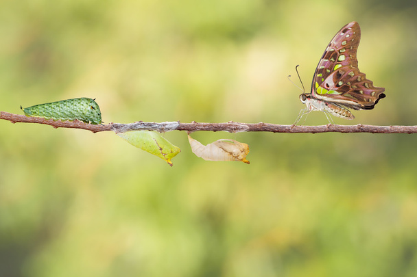Farfalla di ghiandaia coda con crisalide e bruco
 - Foto, immagini
