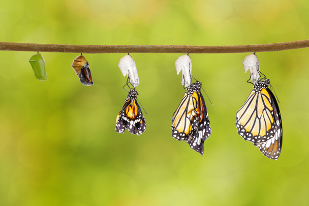 繭から出てくる共通の虎蝶の変換 - 写真・画像