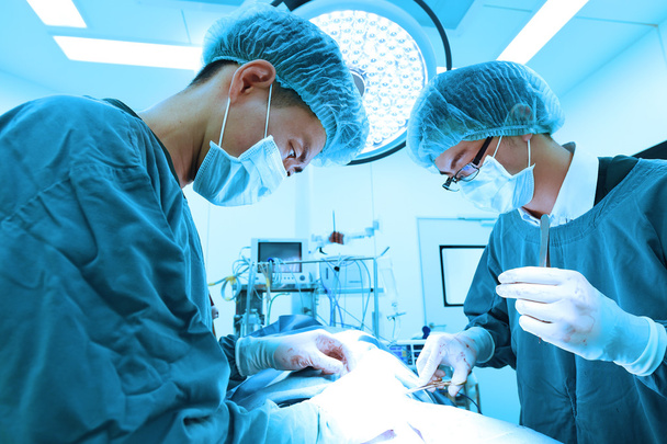 two veterinarian surgeons in operating room - 写真・画像