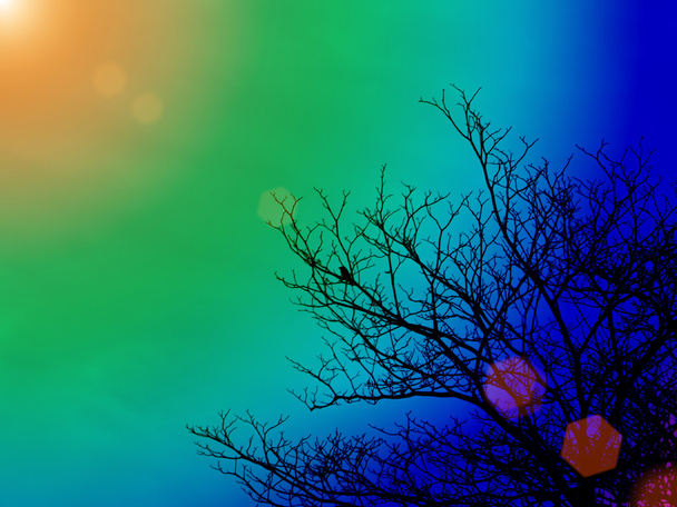 Silhouette di alberi morti nel cielo multicolore
. - Foto, immagini