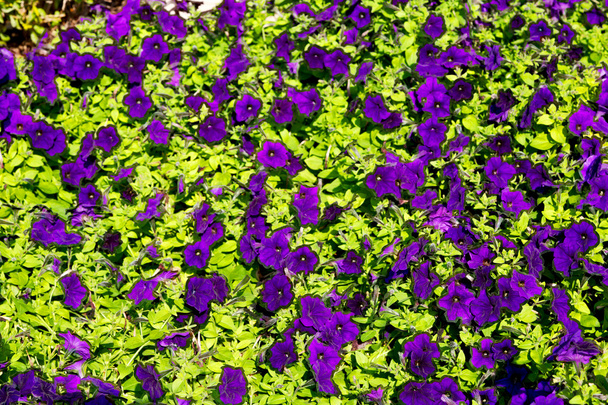 v Ománu květiny a zahrada   - Fotografie, Obrázek