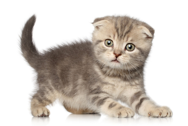 Scottish Fold kitten on white background - Foto, Bild