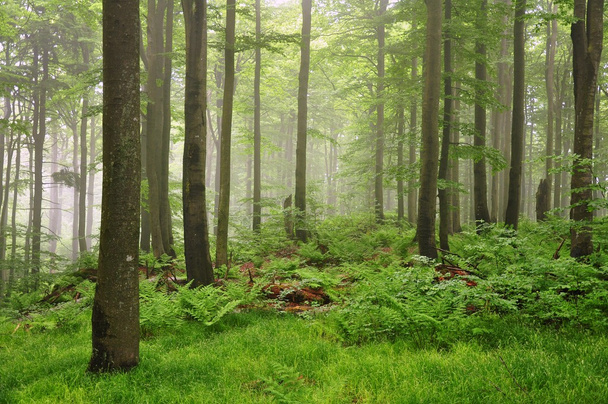 туман в лесу - Фото, изображение