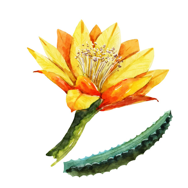 Watercolor pataya dragon flower - Vetor, Imagem